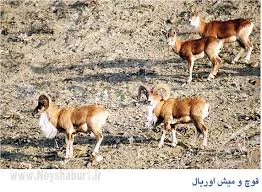 پناهگاه حیات وحش حیدری