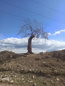 قوی ترین درخت جهان