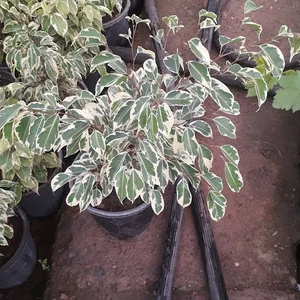 گلستان چهار فصل