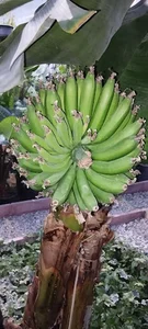لبنیات محله
