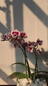 گل و گیاه ایران هلند