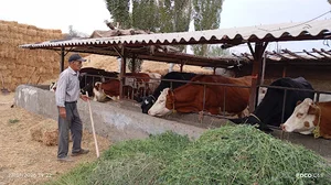 دامداری صنعتی محمود علی پور