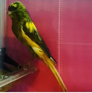 پرنده سرای امیر
