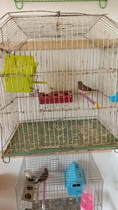 پرنده سرای بهار