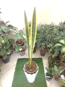 گلفروشی گل یاس