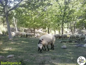 فیلمبرداری کوردستان گروپ
