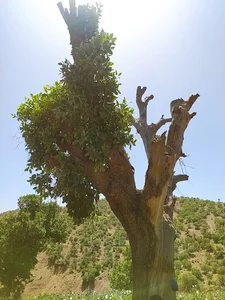 مهراب کوه