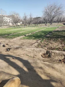 باغ سبزی