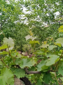 تعویض روغنی ناصری