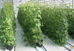 مجموعه گلخانه ای