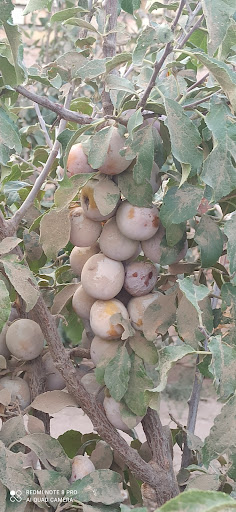 باغ علی اصغر الاجگردی