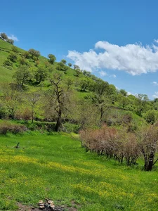 شوشمه(تفو پنه)