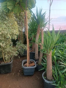 گلفروشی طاها 4