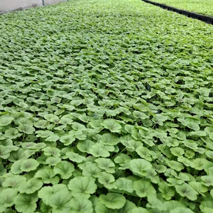 گلخانه نشا زارع