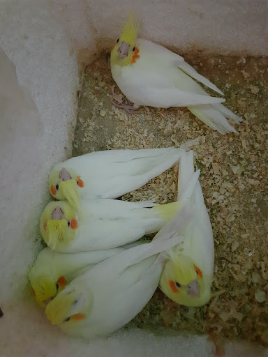 عروس هلندی فیجانی