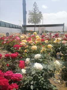 پایانه مسافربری نی ریز