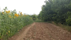 کشتزار رضایی