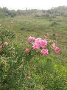تک درخت