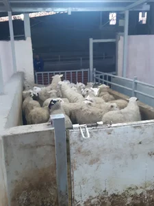 کشتارگاه صنعتی دام سبک و سنگین