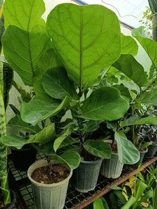 گلخانه افرا 5