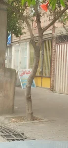 خیاطی آقا محمد احمدی