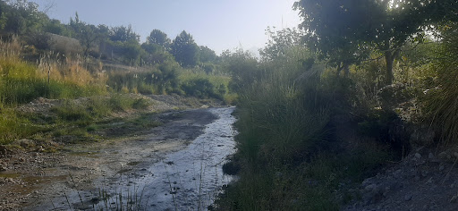 خبر کرمان