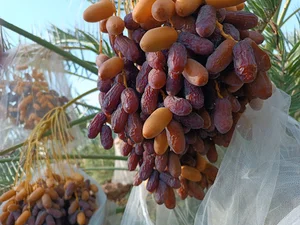 نخلستان پیارم فردوس سالاری