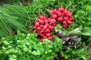 سبزی فروشی خدادادی