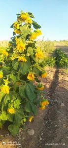 مزرعه سیب زار دلبر