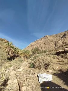 نخلستان و چشمه نی بالا