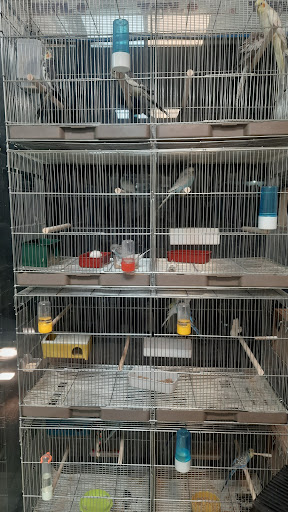 پرنده سرای زینتی مرغ آمین