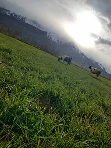 مزرعه حاجی حیدر(بابا حیدر)