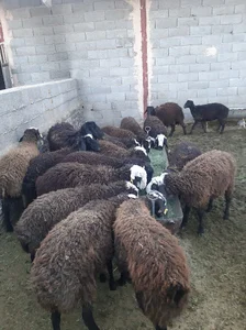 دامداری حاج عبدالحسین زرائی