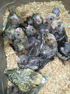 خیاطی و طوطی عروس