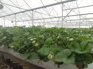 گلخانه توت فرنگی پارمیس