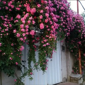حاج عبدالله ابراهیمی