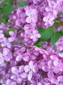 گالری به رنگ یاس