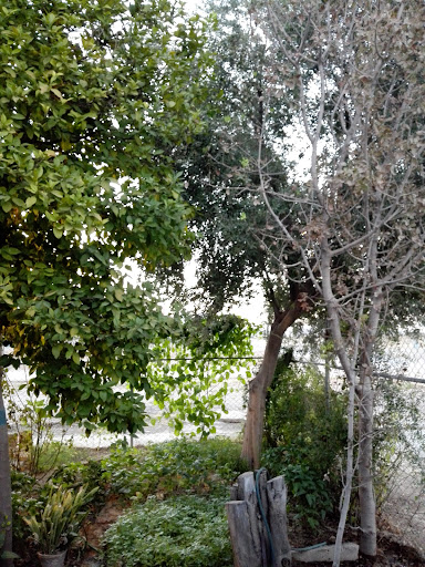 استادیوم تختی