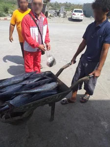 شارک دوهمی مارکت 5