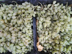 سوپر میوه حیدری