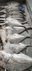 ماهی سرای سید مجید غرفه 35 2