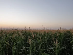 گاوداری اخوان نعمتی