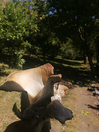 باغ خلیل حاجی