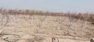 باغچه ابراهیمی