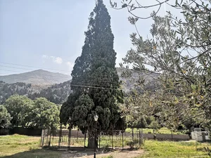 درخت سرو کهنسال هرزویل