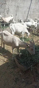 دامداری عمران رزاق اف