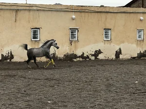 باشگاه سوارکاری سهند