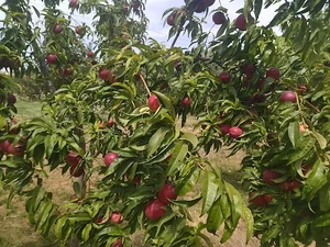 مشی باغی