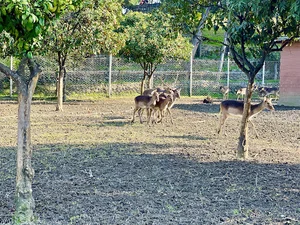 خانه گوزن ها