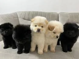 Petshop.buffy